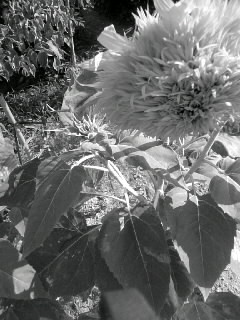 f0100480_19235696.jpg