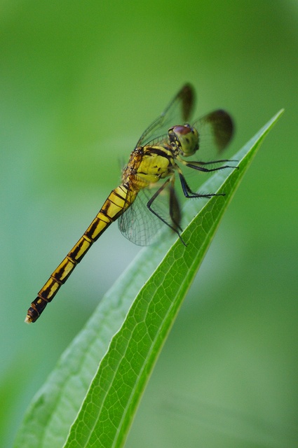 c0135381_8515360.jpg