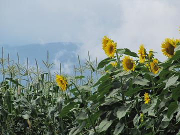 f0196887_8192841.jpg