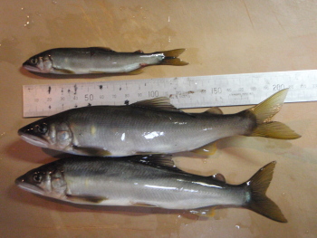 c0146788_9114087.jpg