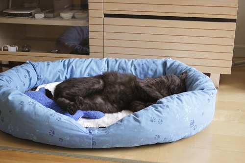 写真1 黒猫寝姿写真1