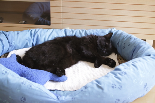 写真2 黒猫寝姿写真2