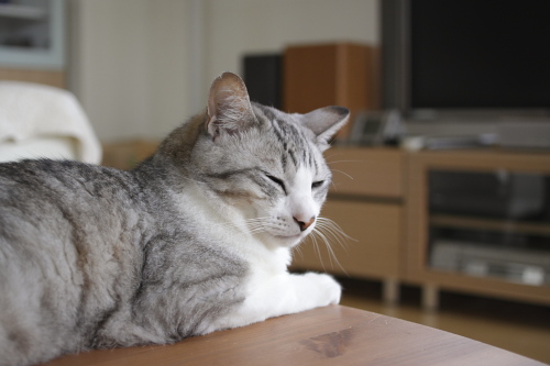 分かんないよ 分からないおぼっちゃん