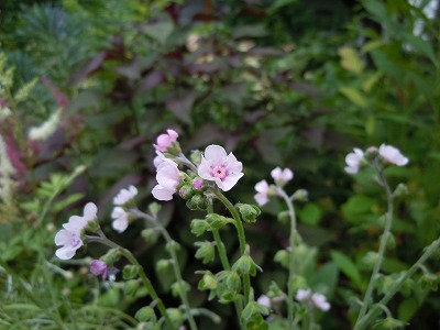 c0117007_1045068.jpg