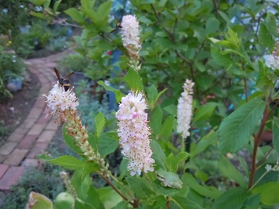 c0117007_952410.jpg