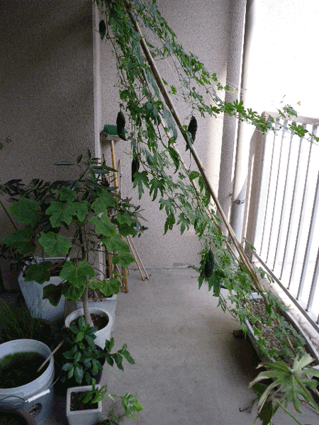 e0098223_23112154.gif