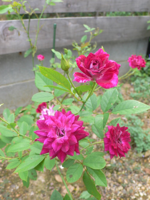 f0060424_1418373.jpg