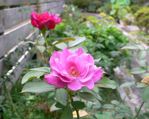 f0060424_14381284.jpg