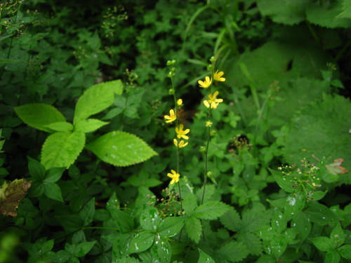 c0179351_1152251.jpg