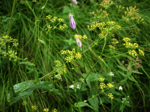 c0179351_11535080.jpg