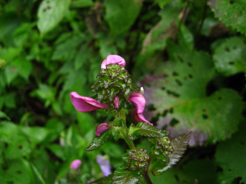c0179351_11551833.jpg