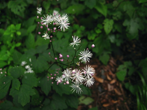 c0179351_12125711.jpg