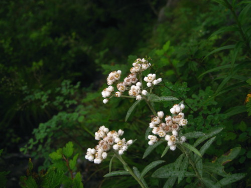 c0179351_128551.jpg