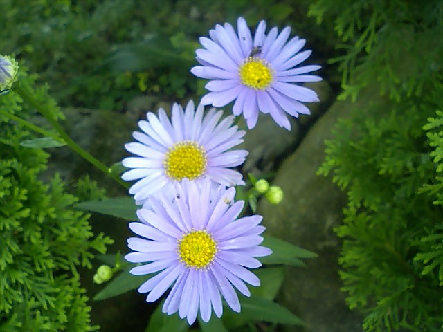 e0151566_0171496.jpg