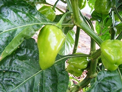 a0026567_16505076.jpg