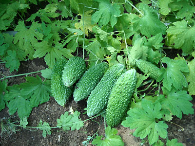 e0097770_22342277.jpg