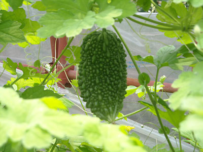 e0097770_2261459.jpg