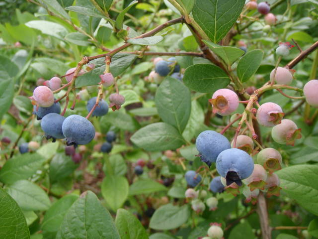 a0113874_21341993.jpg