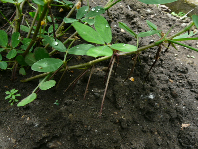 e0145782_18313769.jpg