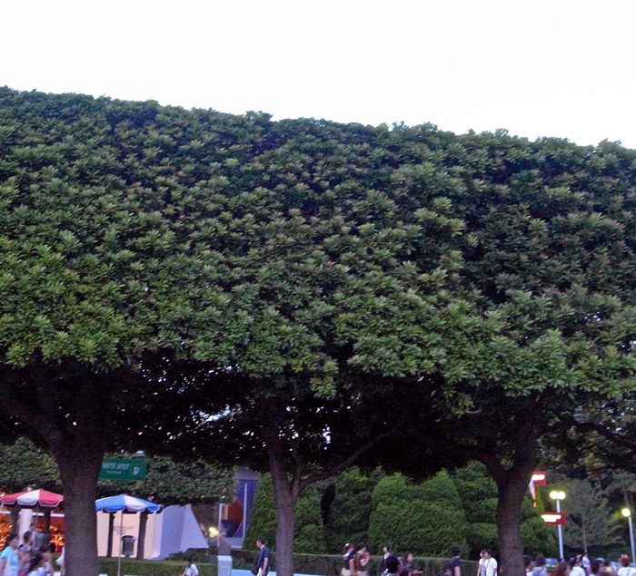 b0142688_11264887.jpg