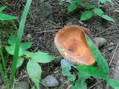 c0187403_1821515.jpg