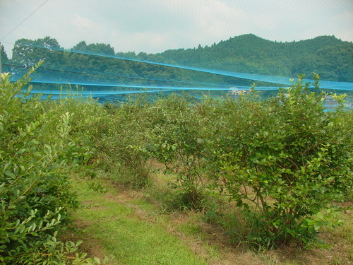 b0198336_2262836.jpg