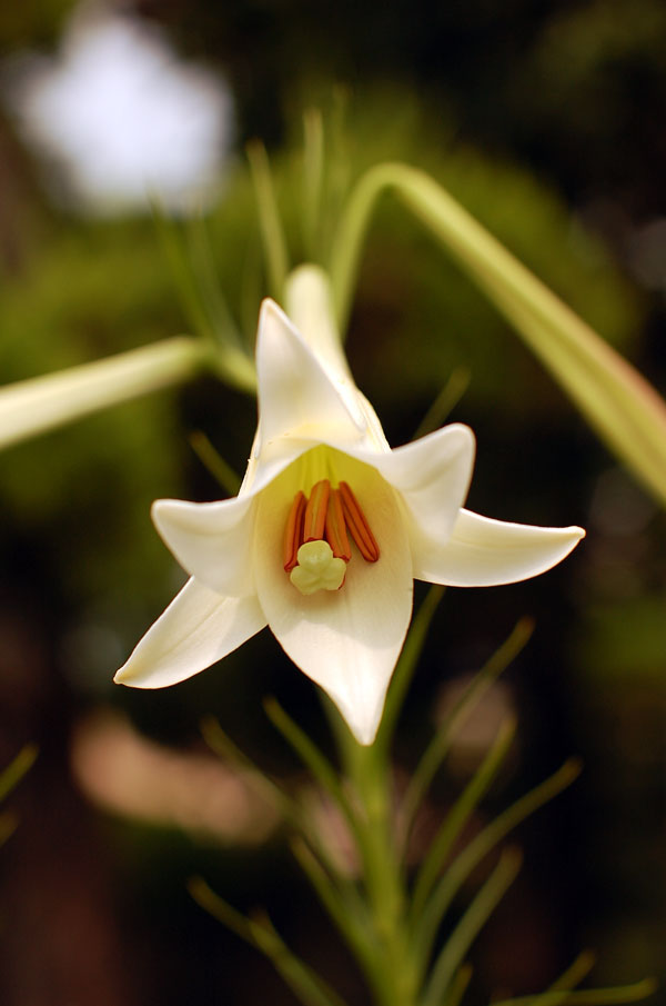 百合