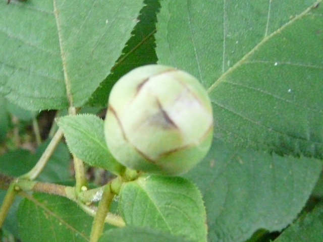 e0145782_1629179.jpg