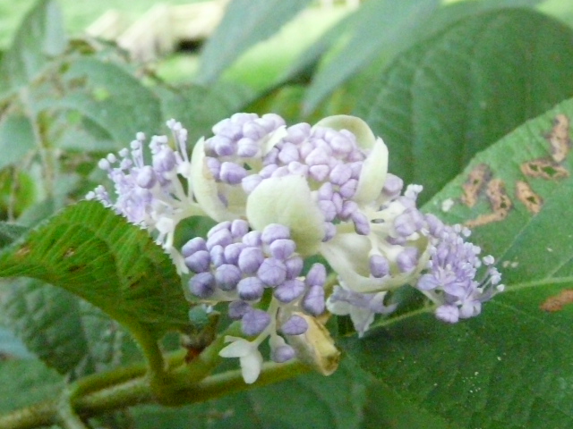 e0145782_16312890.jpg