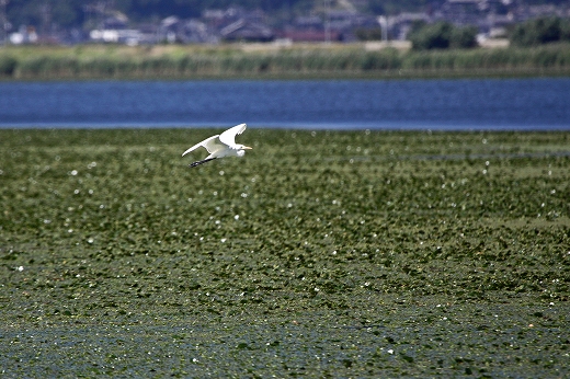 e0190885_20114113.jpg