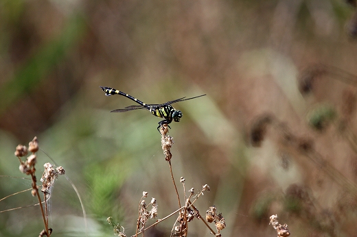 e0190885_2013079.jpg