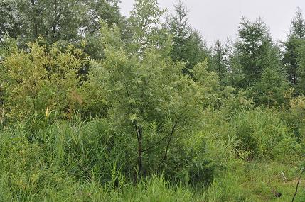 c0002089_15392441.jpg
