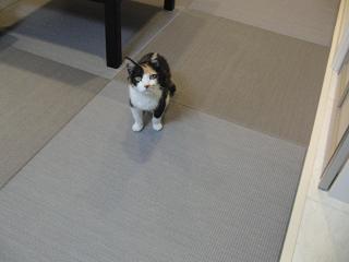 c0201113_20531416.jpg