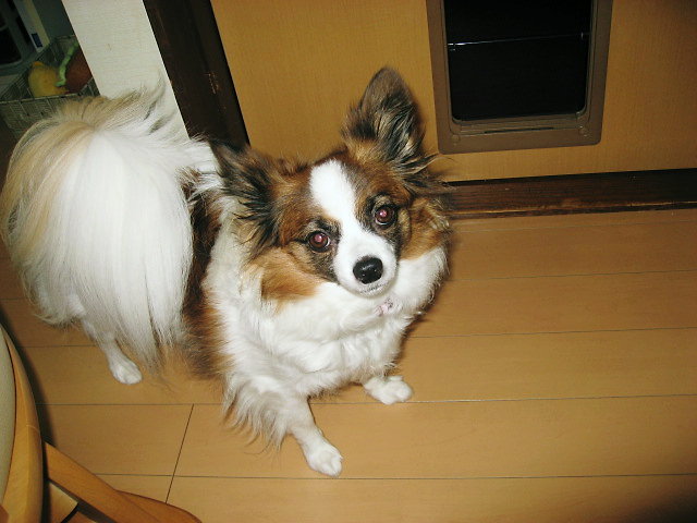 a0149240_1082422.jpg