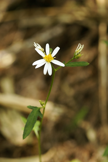 e0054067_0382010.jpg