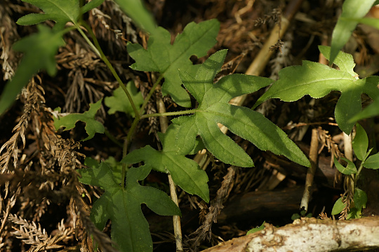 e0054067_0382042.jpg
