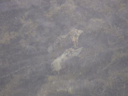 e0107171_5591973.jpg