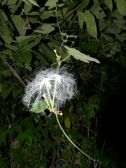 e0145782_16434631.jpg