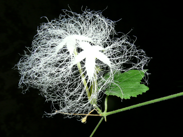e0145782_16443553.jpg