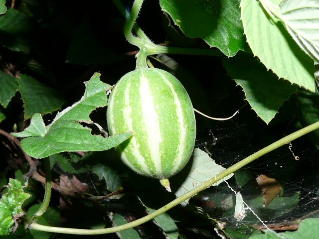 e0145782_1652762.jpg