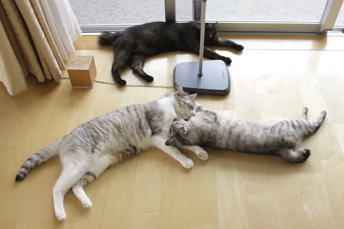 呆れ顔の小僧と、満足顔の縞縞兄妹