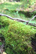 f0151222_11293075.jpg