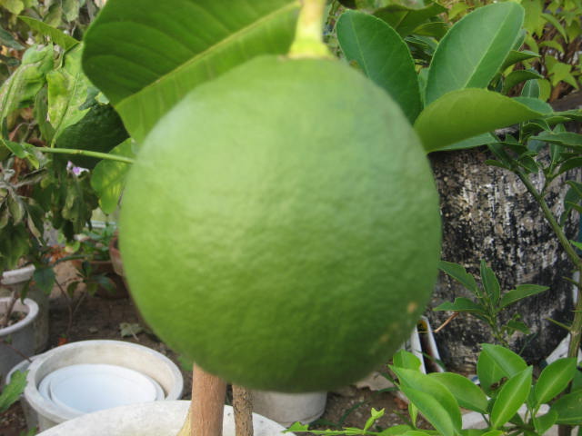 e0166032_20385172.jpg
