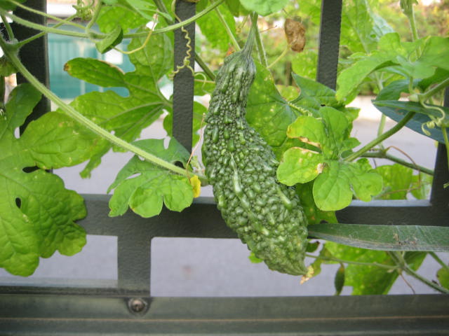 e0166032_20463845.jpg