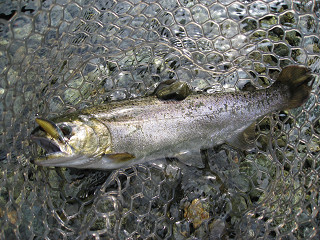 f0065341_1957243.jpg