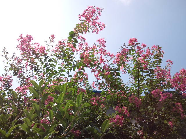 e0034047_10254436.jpg