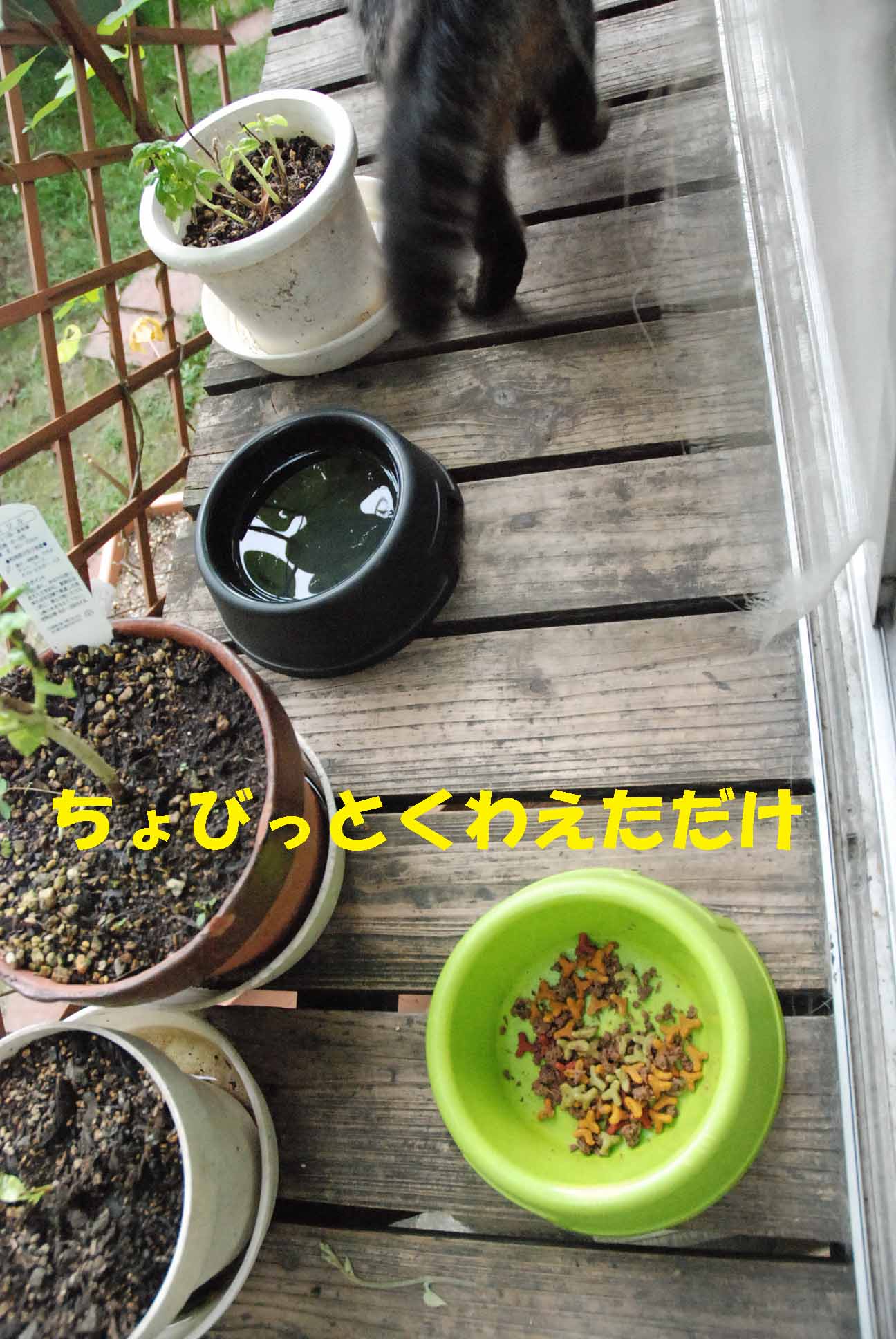 c0109663_1259297.jpg