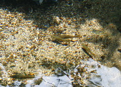 f0181173_1101855.jpg