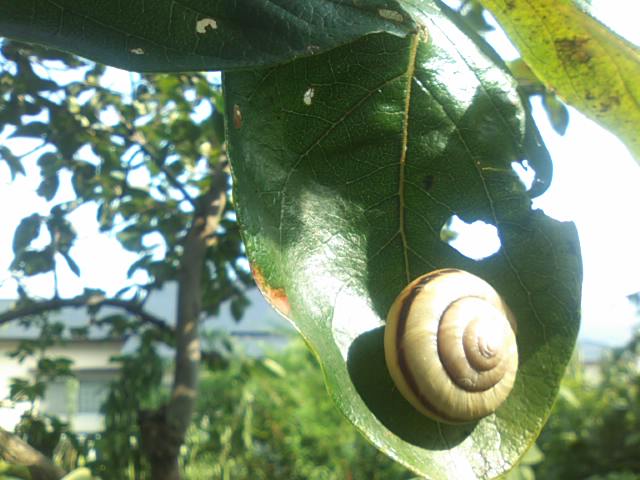 f0077595_1082898.jpg
