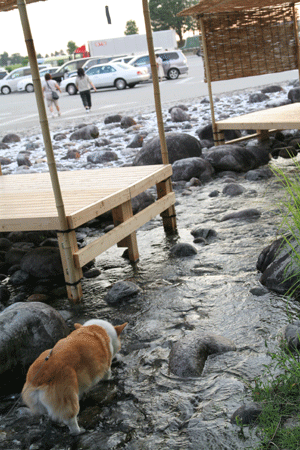f0165698_10512576.gif